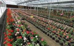 بهره برداری از نوآوری گیاهان زینتی